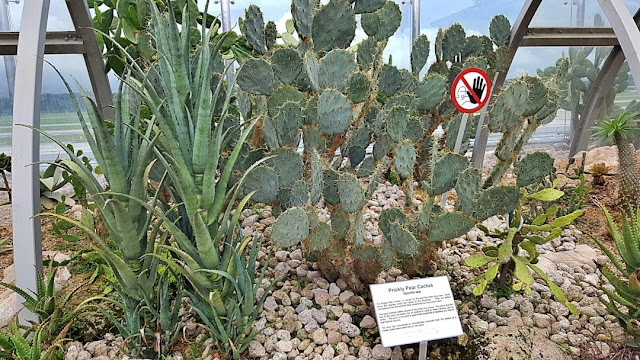 Prickly Pear Cactus at Changi Airport Terminal 1 Cactus Garden