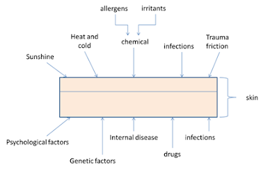 What factors may influence the functions of skin?