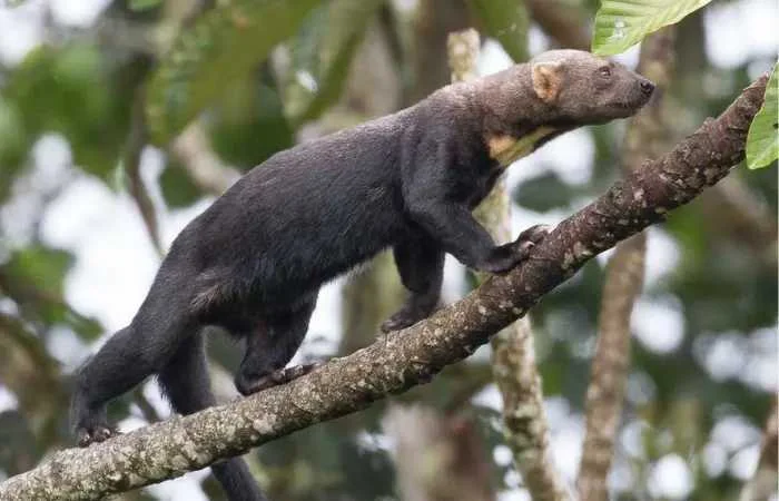 Tayra - Eira barbara Behaviour & Reproduction