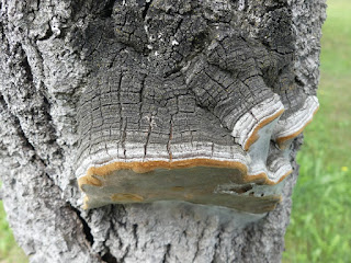 Polypore du tremble - Phellinus tremulae - Phellin du Tremble