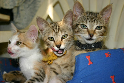 Chroniques De L Etudiant Sauvez Les Petits Felins Avec Le Chat Agathois