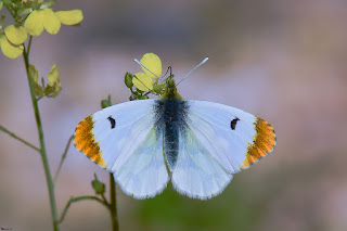 mariposa bandera española-anthocharis euphenoides-bandera española hembra-