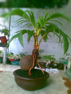 membuat-bonsai-kelapa-mini.jpg