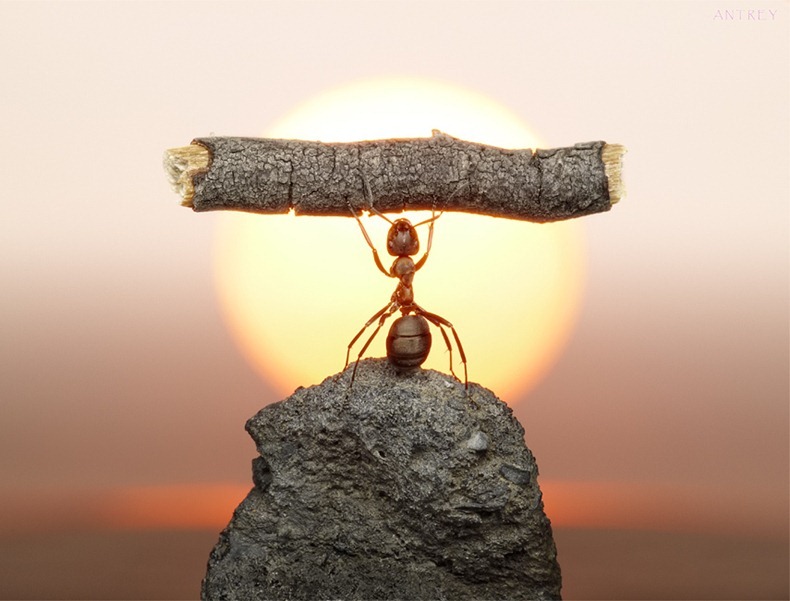 andrey-pavlov-ants-11
