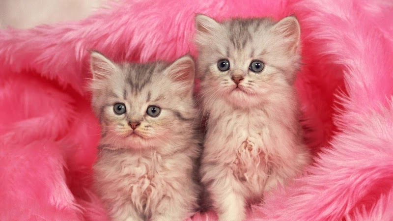 17+ Wallpaper Cat Pink