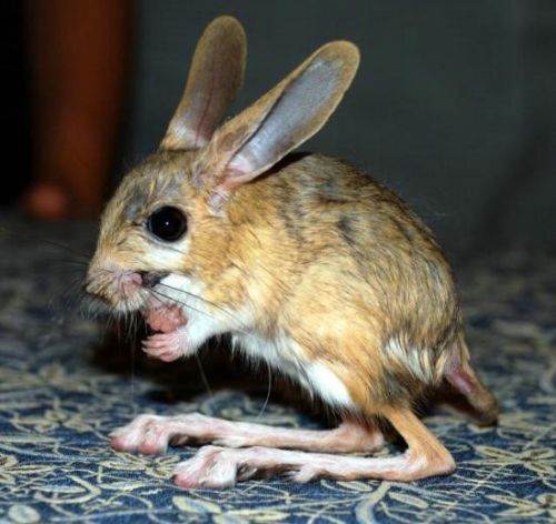 long-eared jerboa