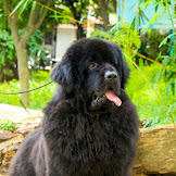 Newfoundland Dog Price In Bangalore