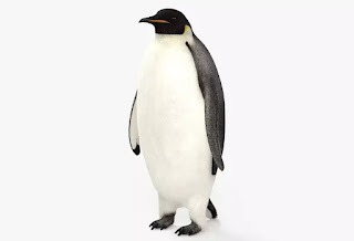 Emperor penguin in your home