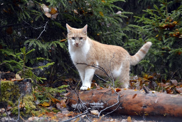 katt pus pusekatt kattepus