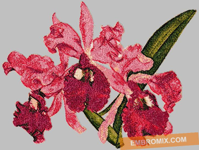 http://www.embromix.com/flowers-and-nature/flora/orchid-cattleya-gigas/prod_6036.html