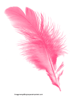 pluma fucsia