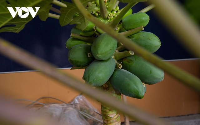 Đu đủ bonsai trĩu quả hút khách dịp Tết - <a href=