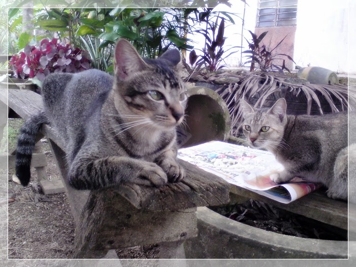 ivanildosantos gambar kucing menangis 