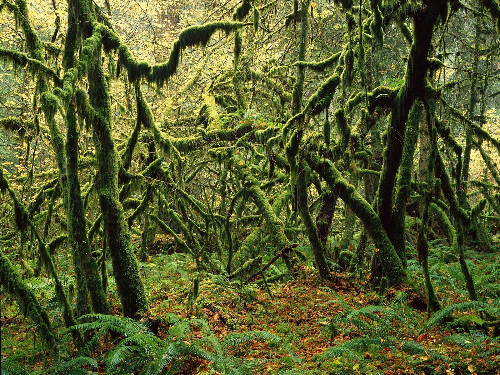 Foto-Foto Pemandangan Hutan yang Alami (Ukuran Besar)