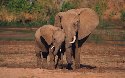 imagen de elefante mama 