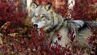 Wolf In Forest Wallpaper
