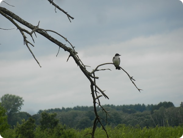 IMG_7611a Eastern Kingbird Bird (5)