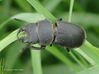 Dorcus parallelipipedus (male) DSC85391