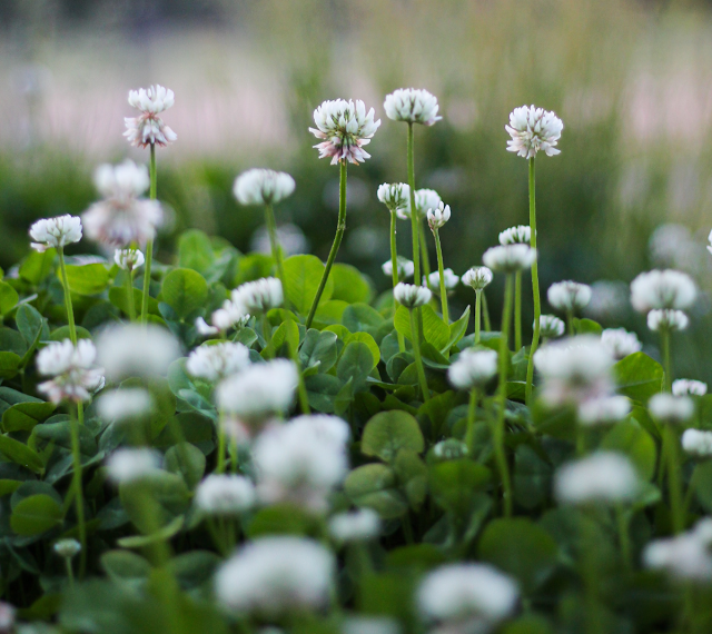 field of clover