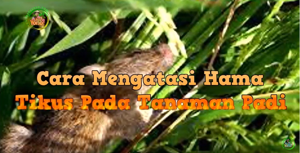 Cara Pengendalian Atau Pencegahan Hama Tikus Pada Tanaman Padi