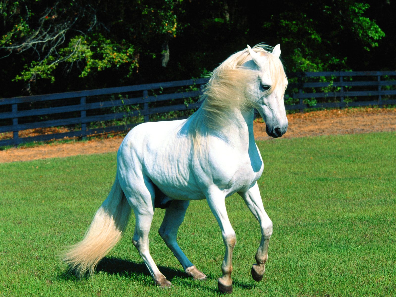 Best White Horse Wallpapers
