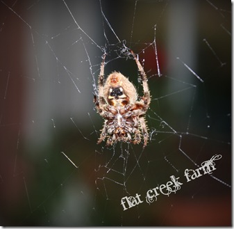 spider1