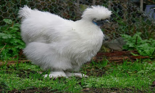 Black chicken - Silky chicken 