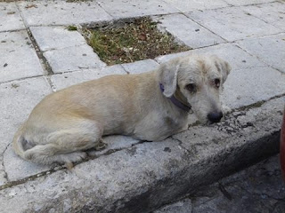 Μήπως ψάχνει κανείς γι' αυτό το σκυλάκι? Κυκλοφορεί στο άλσος Ιλίου. Είναι μπεζ και φοράει μωβ λουράκι. 