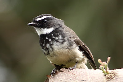 Spot-breasted Fantail