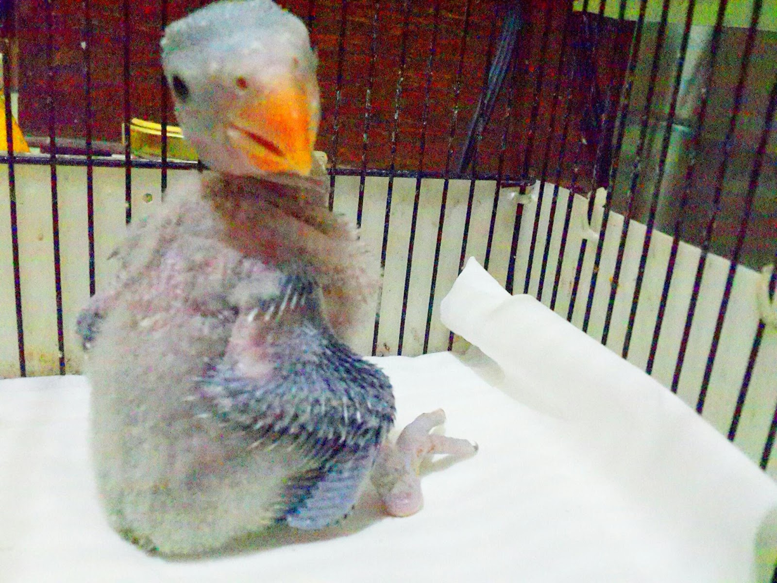 Gambar Lucu Lovebird DP BBM Jomblo