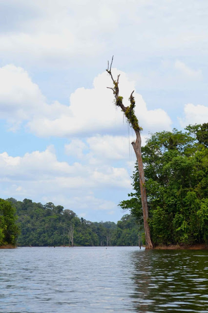 Guyane, balade en Canoë,  barrage du petit saut, Sinnamary, EDF, Kourou, circuit canoë