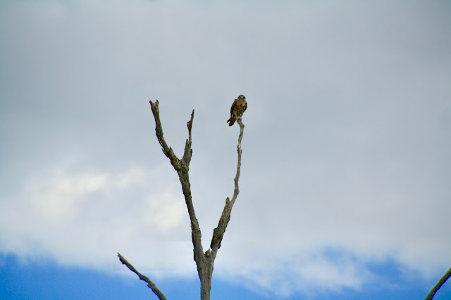 Winton Wetlands  Nankeen Kestrel