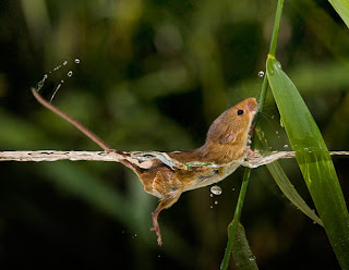 Harvest Mouse in water