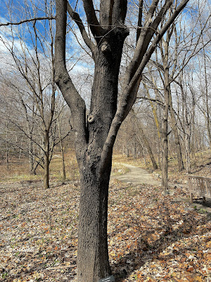 path in forest