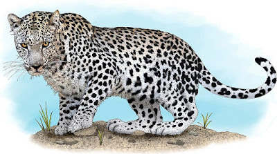 Arabischer Leopard