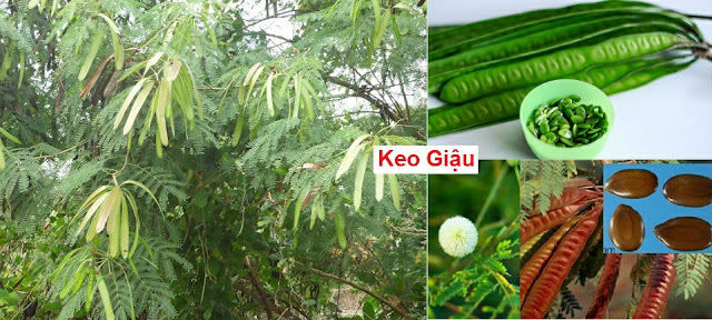 CÂY THUỐC TRỊ BỆNH THÔNG DỤNG - KEO GIẬU