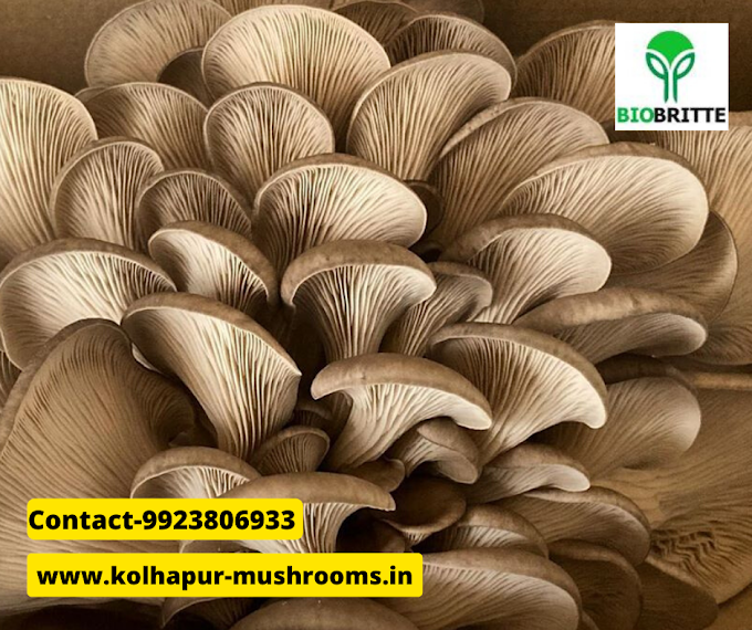 Mushroom spawn online flipkart | Mushroom spawn lab | Biobritte  mushroom spawn 