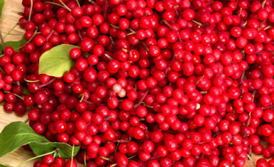 Schisandra Berries Nutritional Profiles and Unique Benefits
