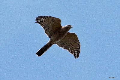 "Shikra: Accipiter badius.The shikra is a tiny raptor with short rounded wings and a slender, fairly long tail. Adults have a whitish underside with tiny rufous streaks, and grey upperparts. The lower tummy is less barred, and the thighs are white. Males have a red iris, while females have a yellowish orange iris.he bird in the picture is with outstretched wings scanning for prey."