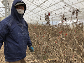 【20191125】ミニトマトの片付け（右半分）