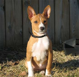 Basenji Puppies Picture