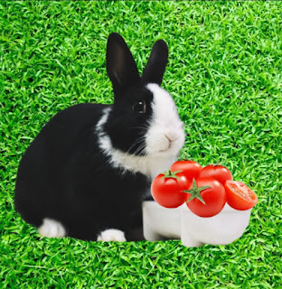 Can rabbits eat tomatoes, can rabbits have tomatoes, can rabbits eat tomatoes seeds, can rabbits eat tomatoes leaves