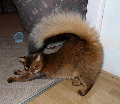 Сомалийская кошка (кошка-лиса)