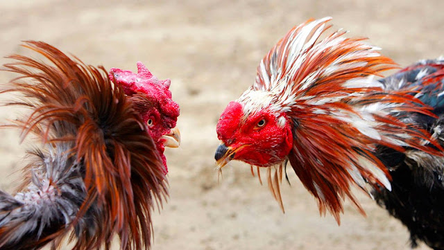 Bandar Judi Sabung Ayam Terbesar Di Indonesia