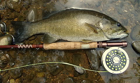 The Smallmouth Fly Box: Favorite Smallmouth Bass Fly Rod