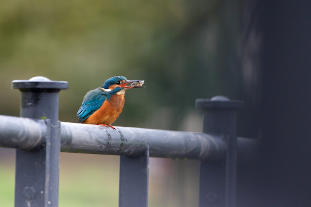 Common Kingfisher छोटा किलकिला, राम चिरैया, शरीफन, निता मछराला  (Alcedo atthis)