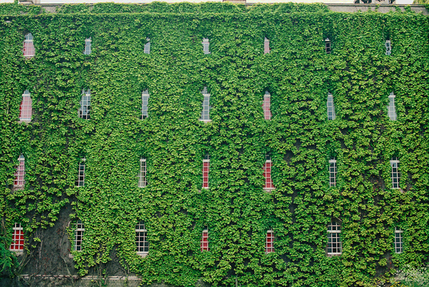 English ivy (Hedera helix)