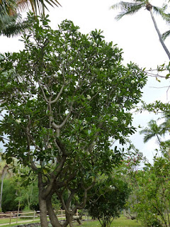 Frangipanier à fleurs blanches - Plumeria alba