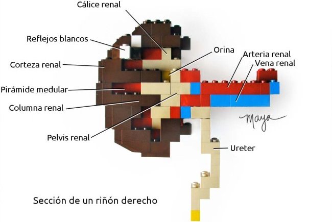 Riñón de Lego