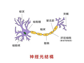 圖片來源：https://www.google.com.tw/imgres?imgurl=http%3A%2F%2Fs0124006.weebly.com%2Fuploads%2F5%2F6%2F7%2F7%2F56777165%2F815065.png%3F429&imgrefurl=https%3A%2F%2Fs0124006.weebly.com%2F31070321473204832990.html&tbnid=2729siexS7kLBM&vet=12ahUKEwjW66fes5PoAhXazIsBHXHVBe8QMygEegUIARDpAQ..i&docid=KUCiALZIZkpaQM&w=427&h=262&q=%E7%A5%9E%E7%B6%93%E7%B4%B0%E8%83%9E&ved=2ahUKEwjW66fes5PoAhXazIsBHXHVBe8QMygEegUIARDpAQ